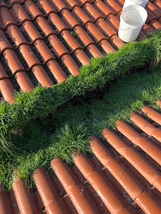 Overhead view of terracotta tile roof with moss and grass growth